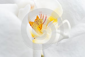 Beautiful White Orchid Flower. extrime macro shot