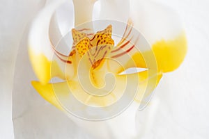 Beautiful White Orchid Flower. extrime macro shot