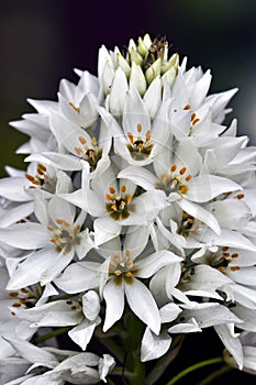 Beautiful white orchid