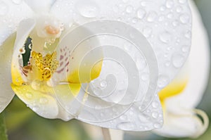 Beautiful white orchid flower. Macro nature.
