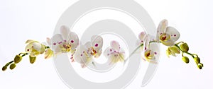 Beautiful White Orchid Flower over White Background