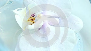 Beautiful white orchid flower with a pink middle of the flower close-up in macro shooting. Phalaenopsis, Moth Orchid