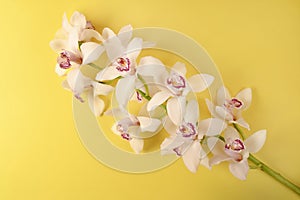 Beautiful white orchid flower on yellow background. Close-up, copy space