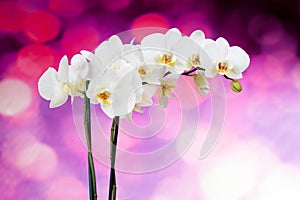 Beautiful white orchid flowers