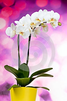 Beautiful white orchid flowers