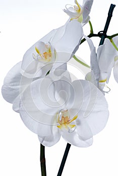 Beautiful white Orchid flowers in bloom