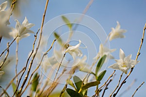 Beautiful white orchid flowers blue sky in Phuket Thailand