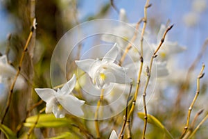 Beautiful white orchid flowers blue sky in Phuket Thailand