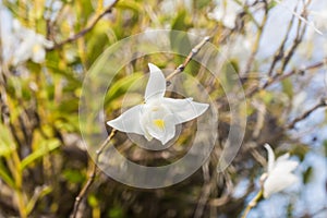 Beautiful white orchid flowers blue sky in Phuket Thailand