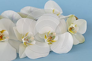 Beautiful White orchid flowers on pastel blue background. A tender white orchid Phalaenopsis. Space for a text, flat lay.