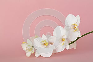 Beautiful White orchid flowers on pastel pink background. A tender white orchid Phalaenopsis. Space for a text