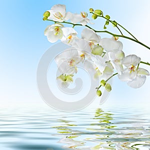 Beautiful white orchid flowers reflected in water