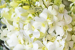 Beautiful white orchid (Phalaenopsis) flowers with big size petals and growing in pot inside green house. Flower tropical and