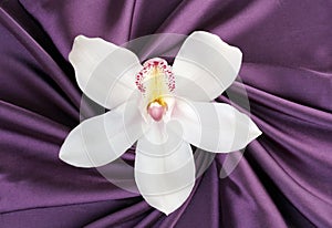 Hermoso blanco orquídea sobre el púrpura atlas 
