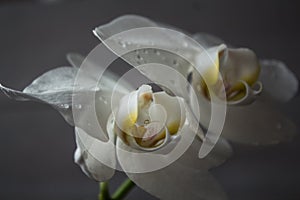 Beautiful white orchid on the rise on a wooden background