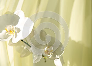 Beautiful white orchids on a delicate yellow background. White Phalaenopsis Orchid