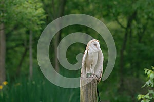 A beautiful white owl in front of a background of green forest