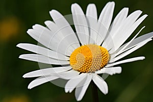 Beautiful White Oxeye Daisy photo