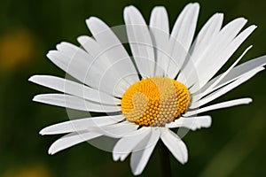 Beautiful White Oxeye Daisy