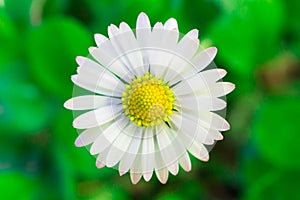 Beautiful White Oxeye Daisy
