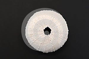 Beautiful white patterned textured shell of a Kina or Sea Urchin from above against a black background