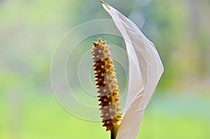Beautiful White Peace Lilly flower, isolated