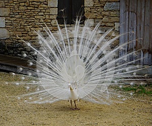 a beautiful white peacock in a farm (France)