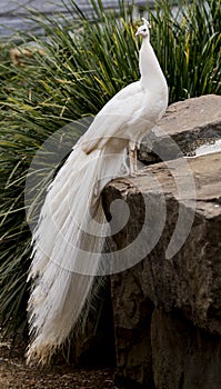 A beautiful white peacock with its tail draping down from the perch.