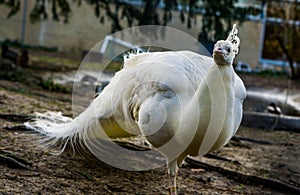 Beautiful white peacock walking in close up, popular color mutation in aviculture, tropical bird from Asia