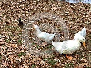 Beautiful White Pekin and Mallard Ducks Eating Corn