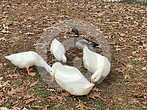 Beautiful White Pekin and Mallard Ducks Eating Corn