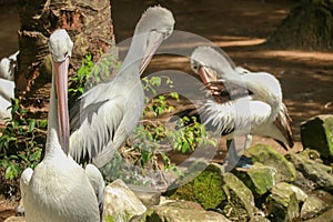 Beautiful white pelican cleans feathers in a park, Australia, Adelaide. The large water bird have a rest in a sunny summer day