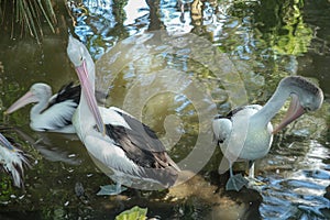 Beautiful white pelican cleans feathers in a park, Australia, Adelaide. The large water bird have a rest in a sunny summer day