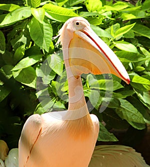 Beautiful White Pelican with it`s large beak