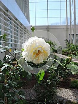 Beautiful white peony flower background. Beautiful flowers, peonies. Floral background, closeup photo of peonies