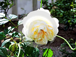 Beautiful white peony flower background. Beautiful flowers, peonies. Floral background, closeup photo of peonies