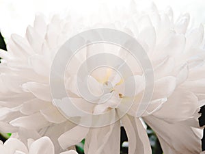 Beautiful white peony flower background. Beautiful flowers, peonies. Floral background, closeup photo of peonies