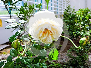 Beautiful white peony flower background. Beautiful flowers, peonies. Floral background, closeup photo of peonies