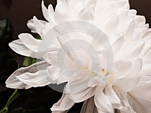 Beautiful white peony flower background. Beautiful flowers, peonies. Floral background, closeup photo of peonies