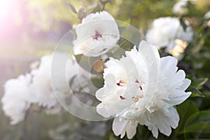 Beautiful white peony flower in garden. Floral background for postcard, lettering, painting, wedding card, banner, flower shop