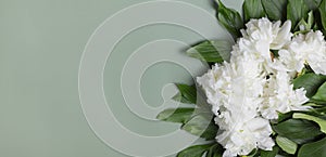 Beautiful white peony flower on green. Floral background for postcard, lettering, painting, wedding card, banner, flower shop