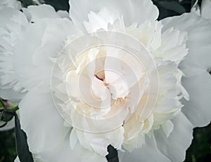 Beautiful white peony flower among green leaves