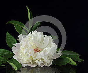 Beautiful white peony flower with leaves on a black background