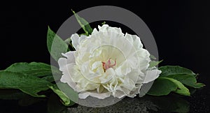Beautiful white peony flower with leaves on a black background