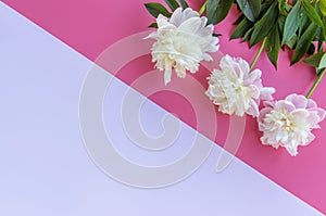 Beautiful white peony flower with leaves on a white pink background. Flat lay, top view. ÃÂ¡opy space for text