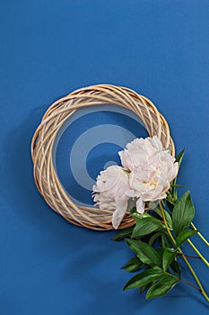 Beautiful white peony flowers blue  background  with copy space for your text top view and flat lay style