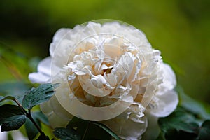 A beautiful white peony in macro closeup