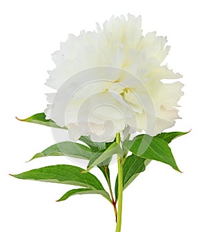 Beautiful white Peony Pfingstrose, Shirley Temple isolated on white background, including clipping path. photo