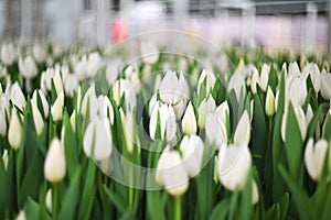 beautiful white peony-shaped tulips close-up in the greenhouse for tulip holidays close-up. Spring Festival