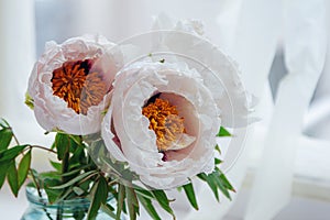 Beautiful white peony suffruticosa or tree peonies